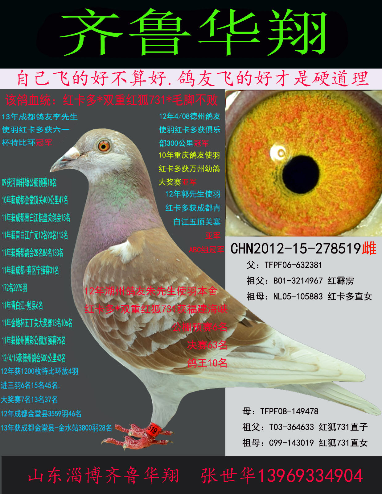 红卡多*红狐731*毛脚不败 保证金级 拍卖