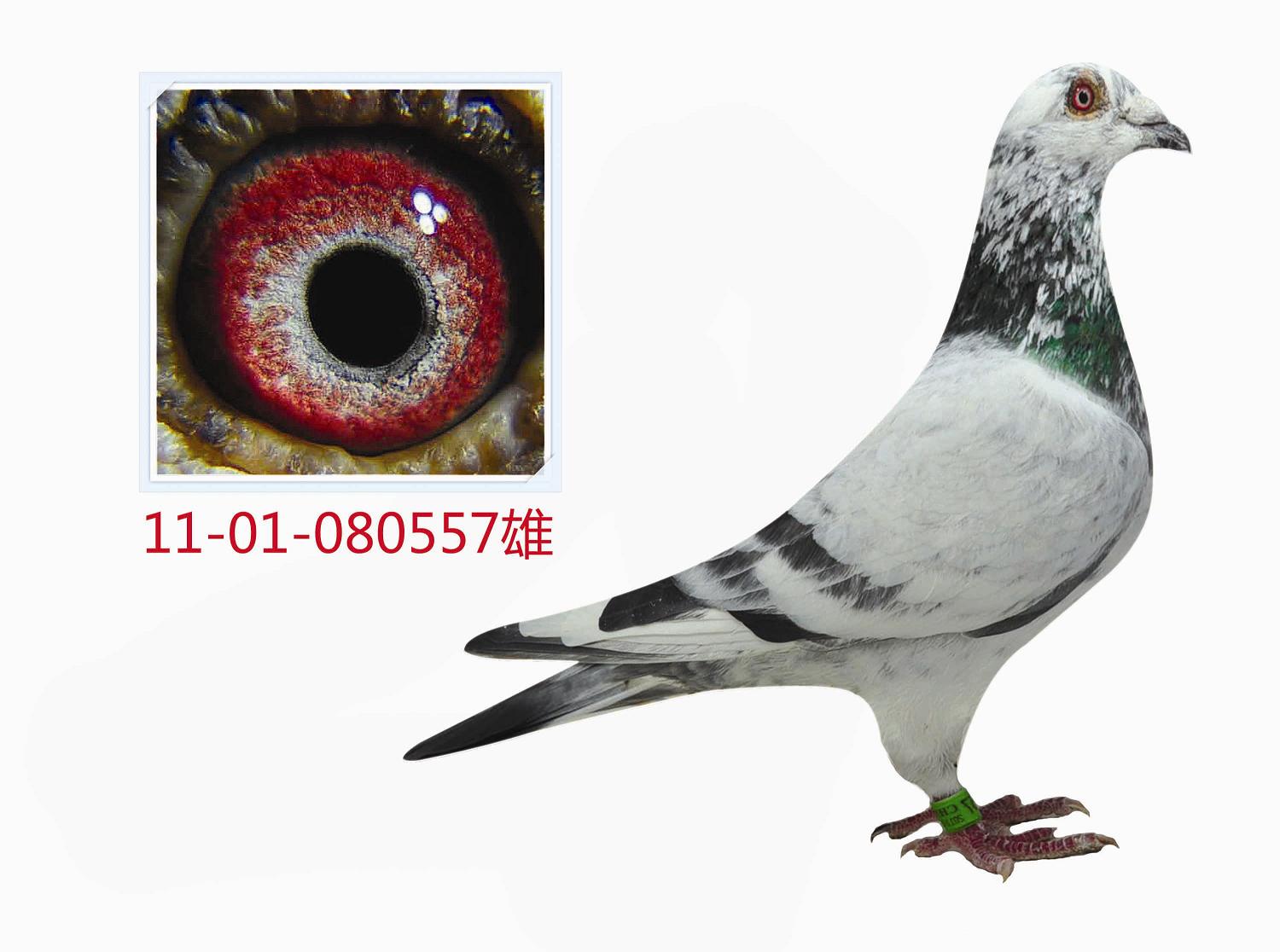 信鸽在线拍卖平台 - 中国信鸽信息网