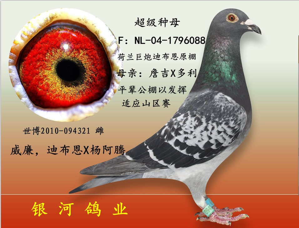 信鸽拍卖首页 拍卖专题 >> 查看拍卖商品   威廉迪布恩直女