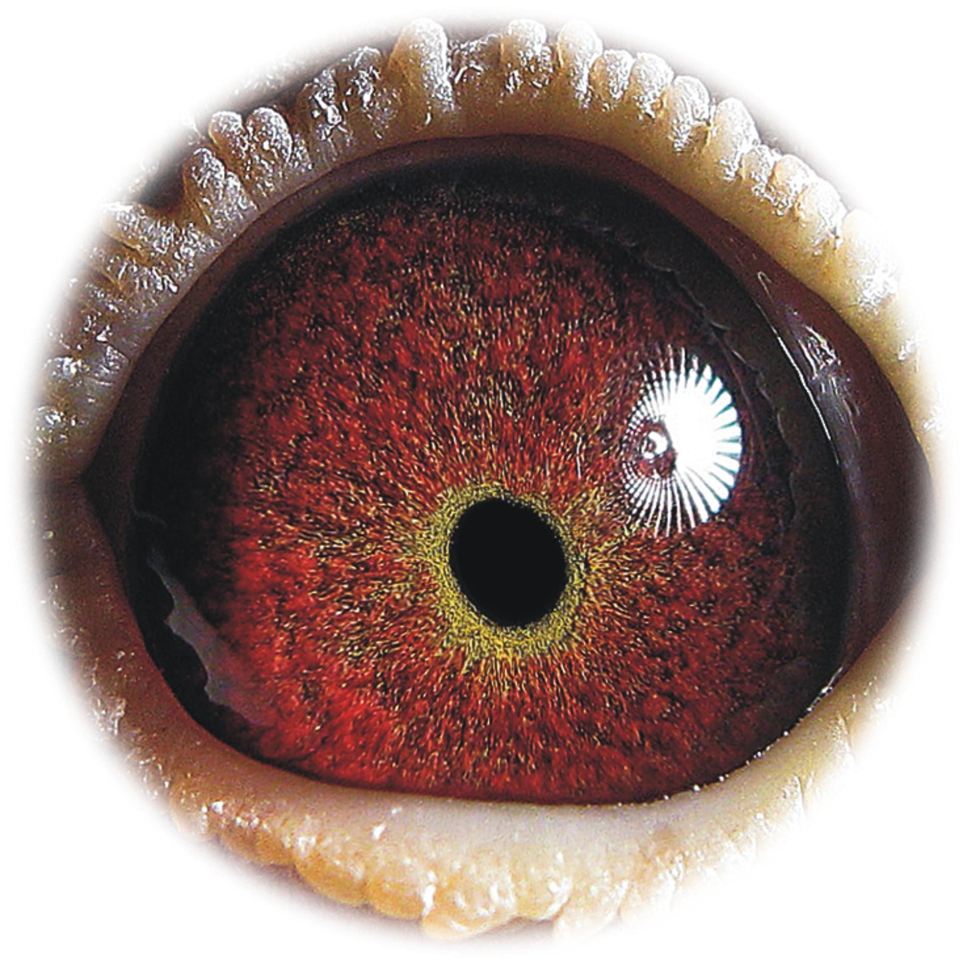 信鸽在线拍卖平台 - 中国信鸽信息网