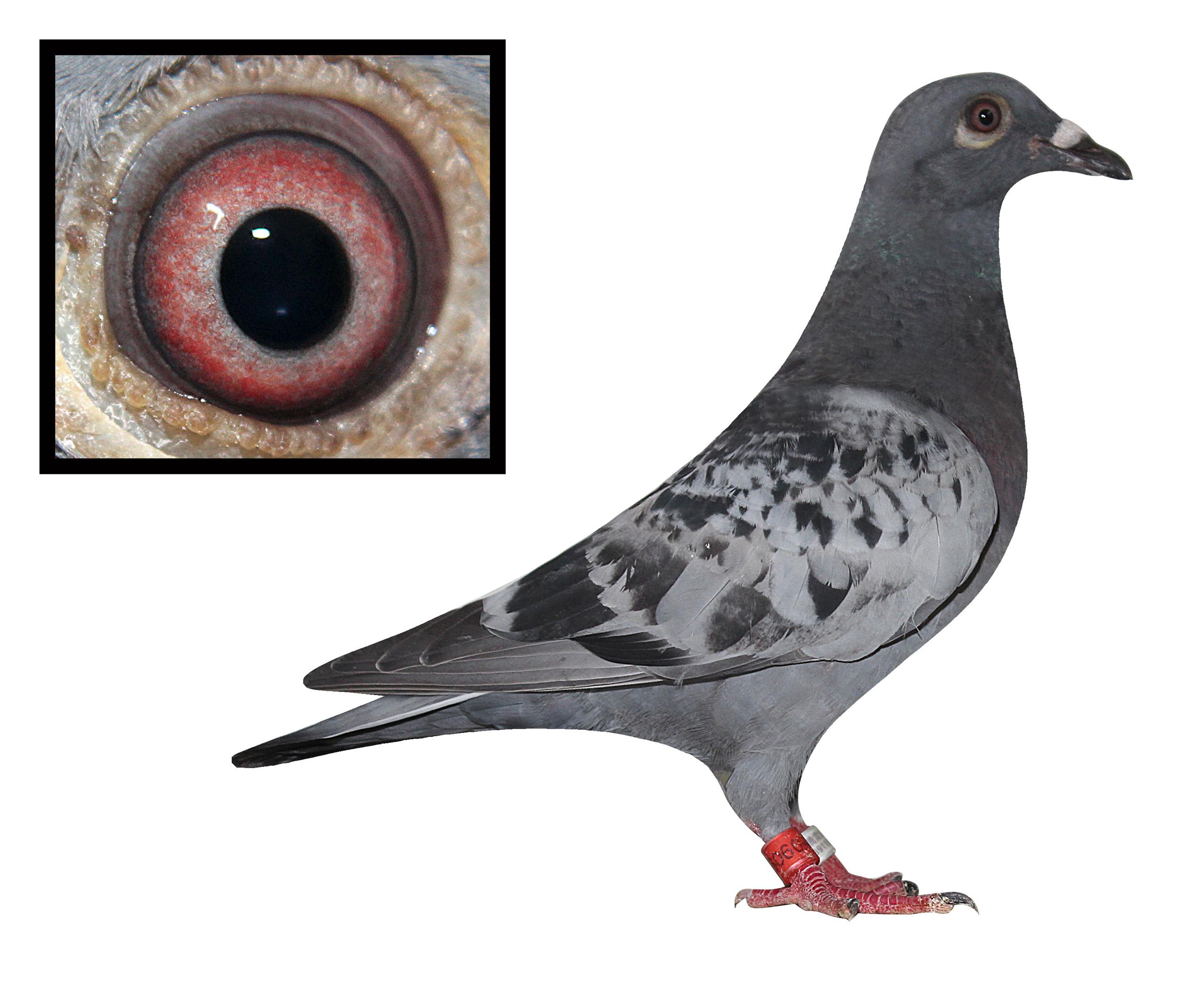 >> 查看拍卖商品