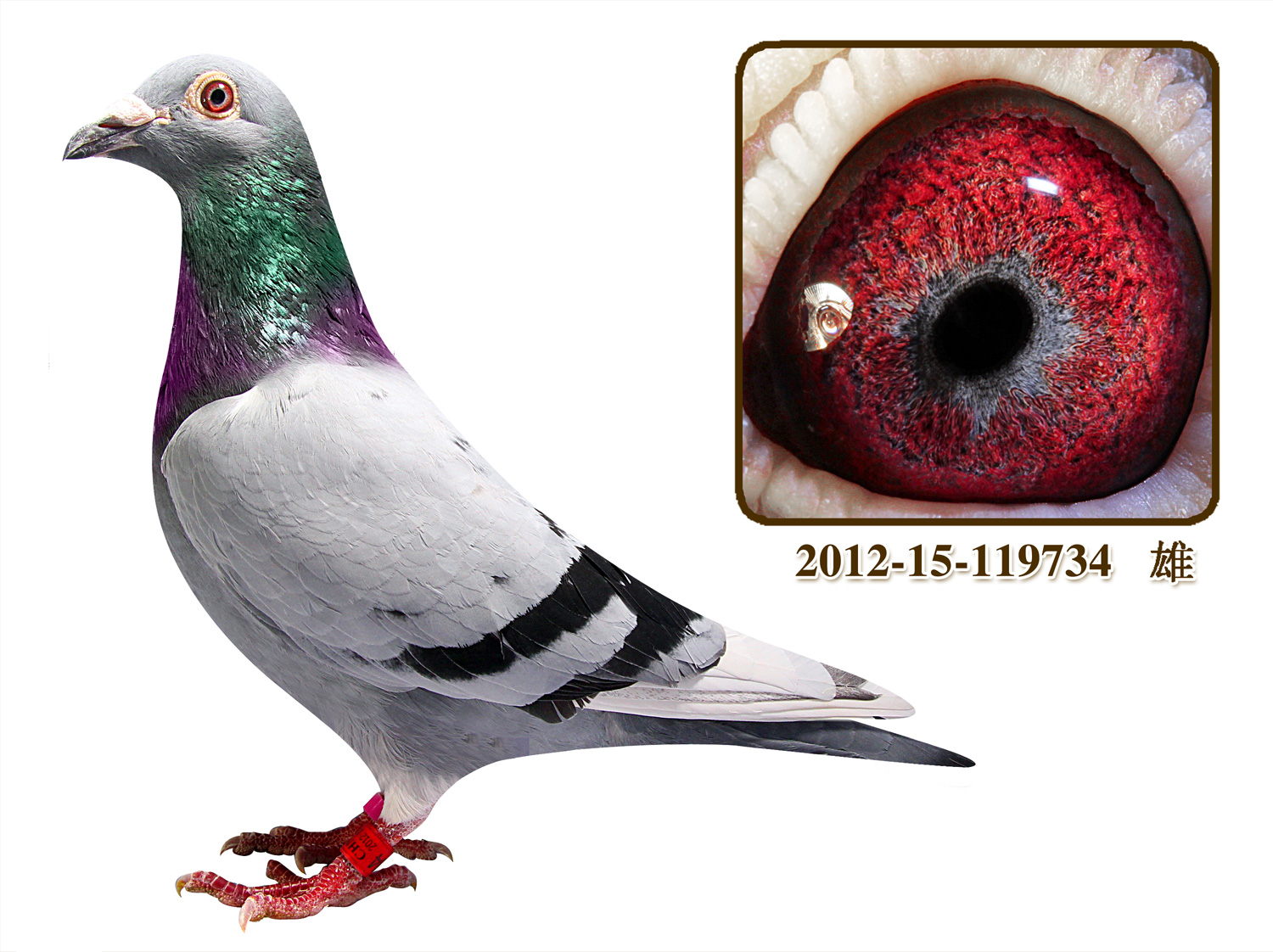 桑杰士【狼狗号】种雌直子 保证金级 拍卖