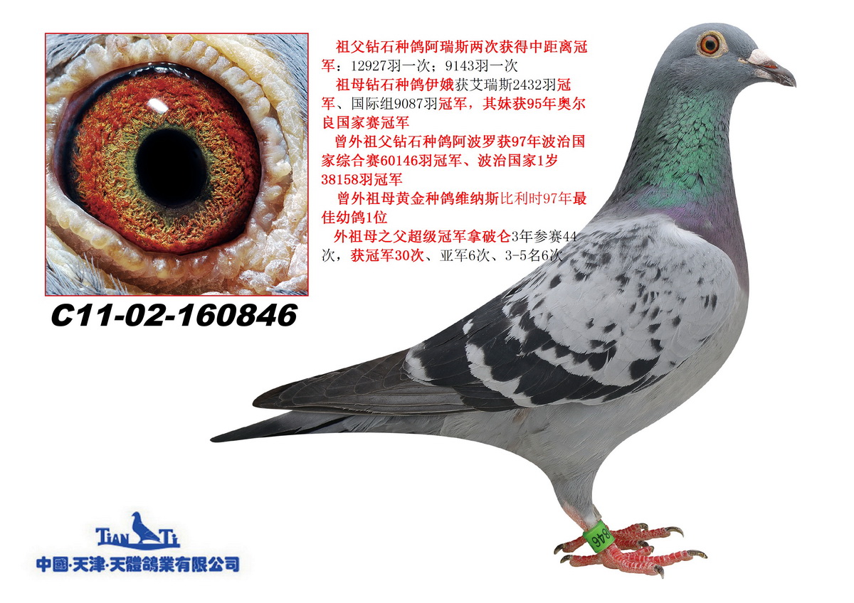 天体11-02-160846 雌 其实她很美!平辈已佩金环! 保证金级 拍卖