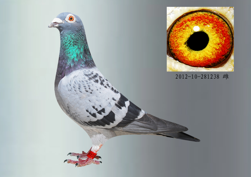 空运:按次数计算,得标1羽及多羽,每次均按350元支付,鸽友必须自行到