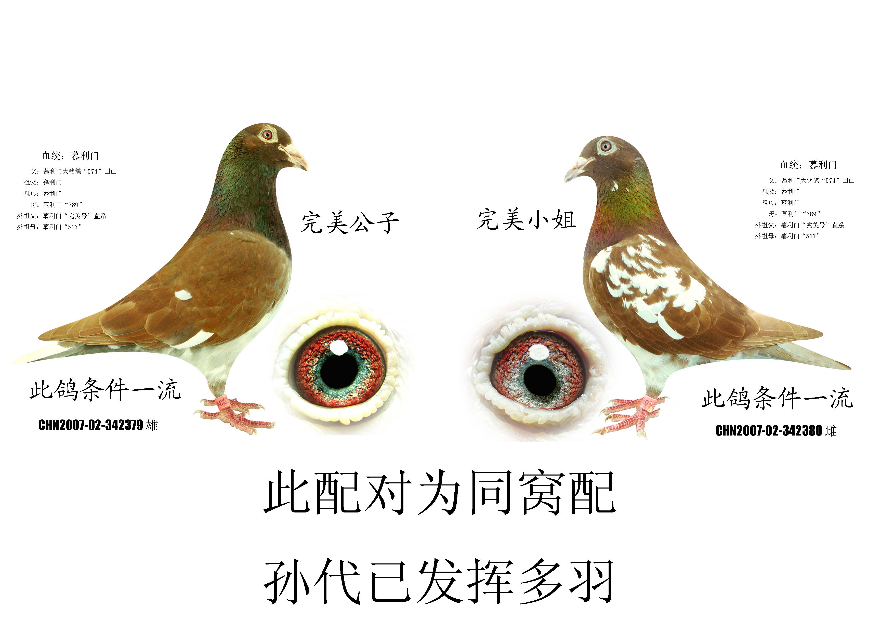 慕利门同窝配对拍卖(两只 赠送子代幼鸽一只) 保证金级 拍卖