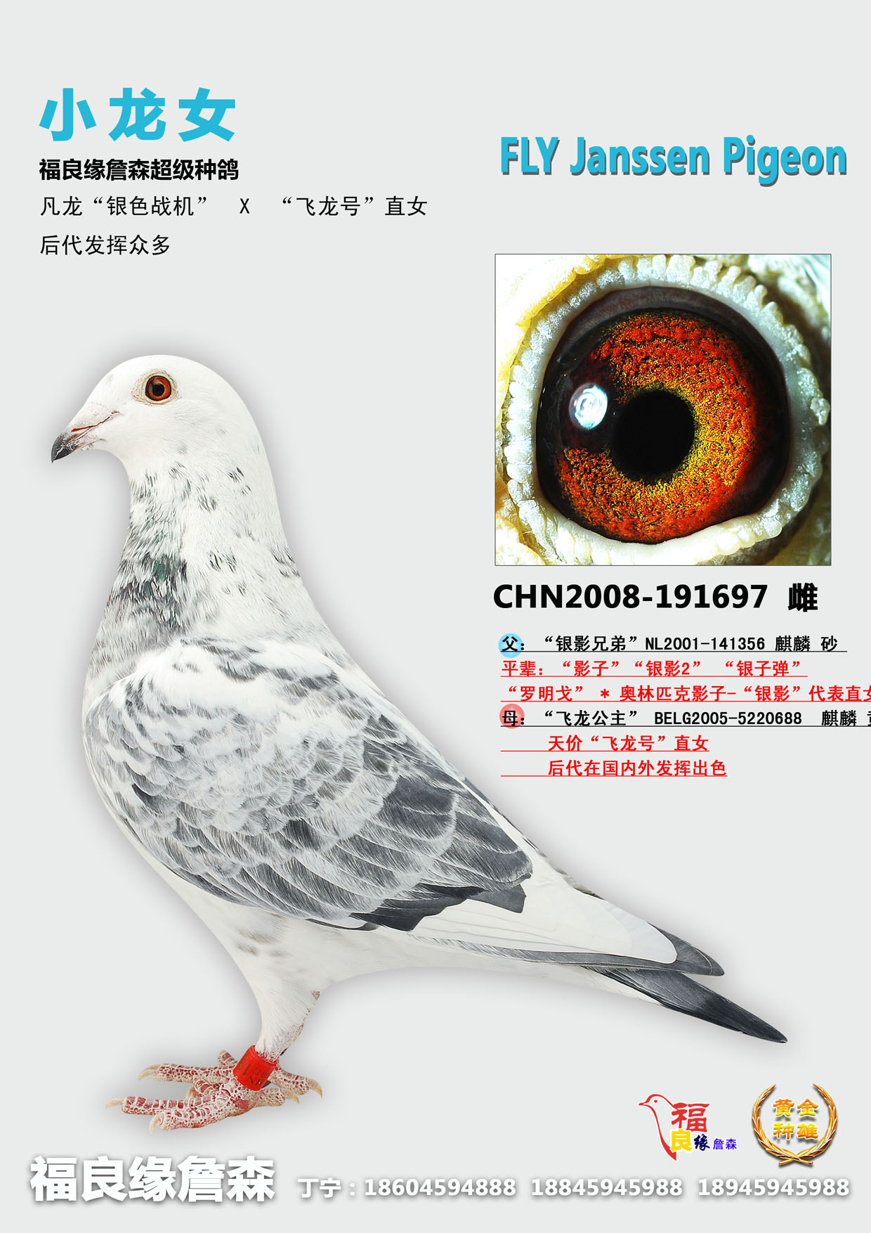 詹森冬日男孩*凡龙银色影子 保证金级 拍卖