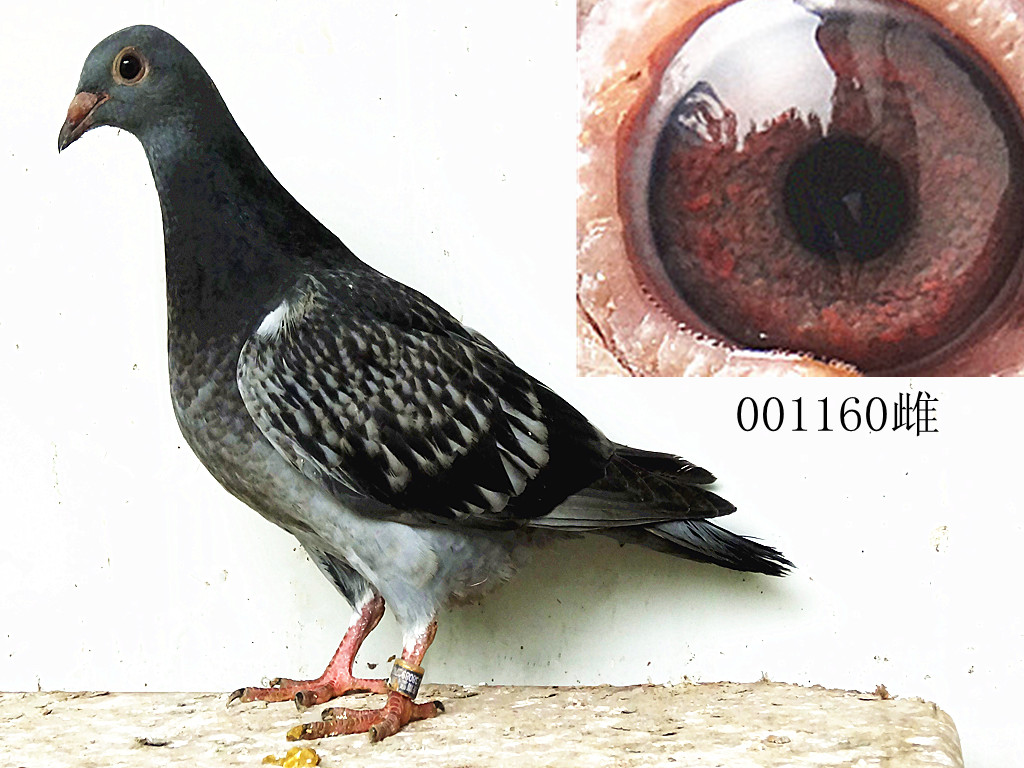 信鸽拍卖首页 拍卖专题 >> 查看拍卖商品 观看竞标过程 运输及特别