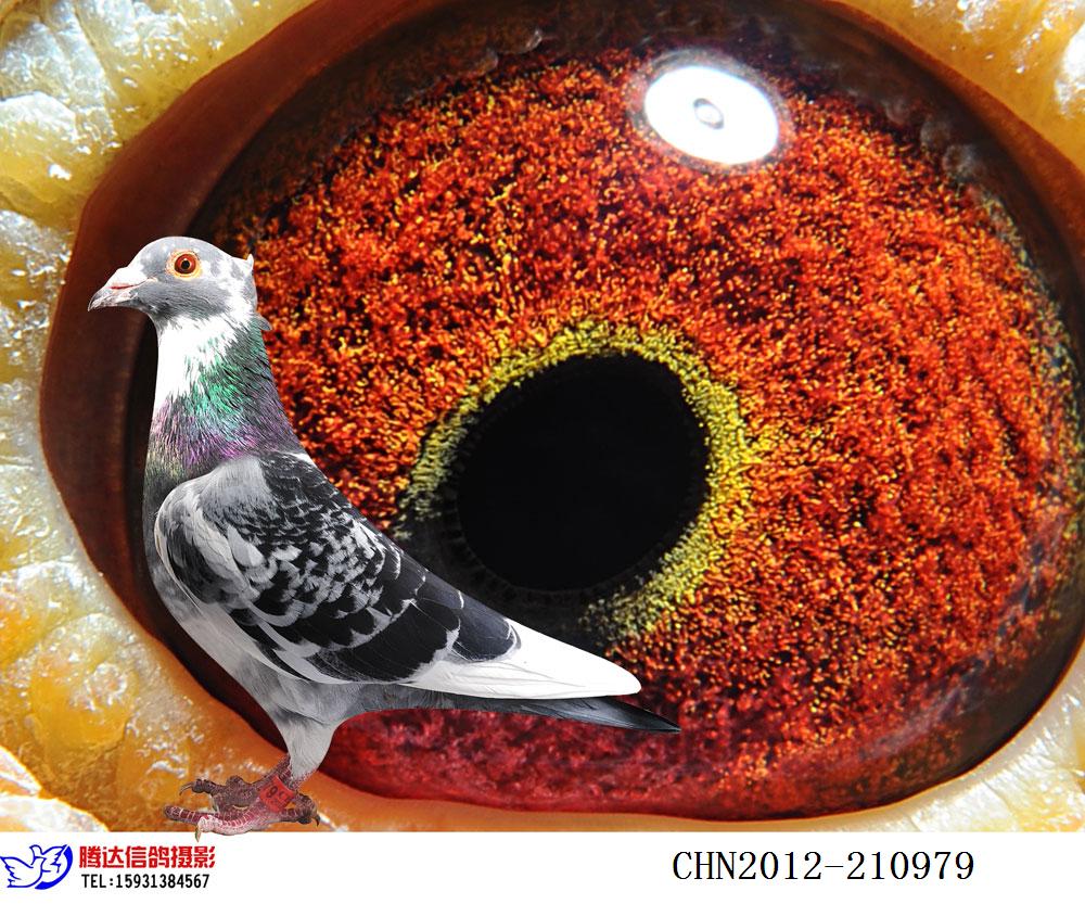 【鸟冠杨阿腾】超级种雄 保证金级 拍卖