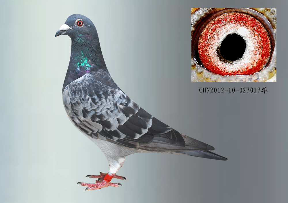 信鸽拍卖首页 拍卖专题 >> 查看拍卖商品 相关图片 目前尚无图片!