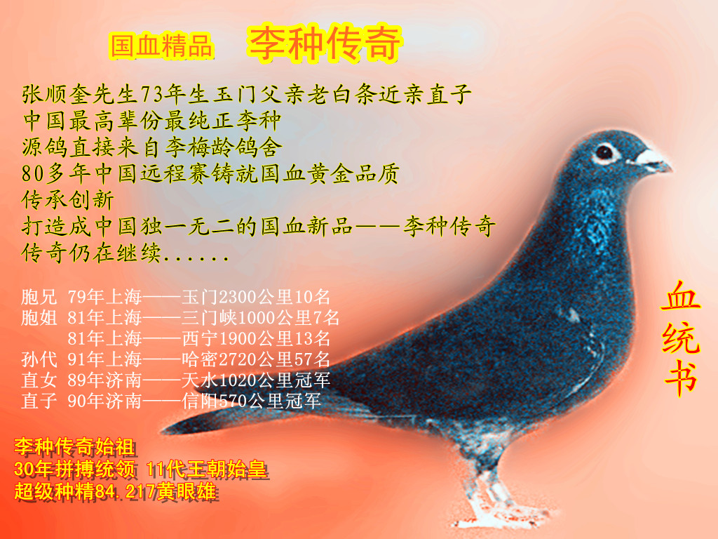 信鸽在线拍卖平台 - 中国信鸽信息网