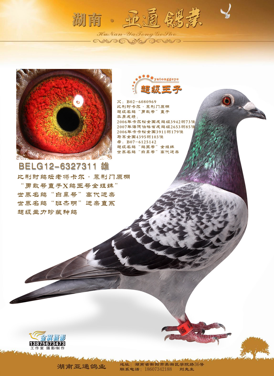 比利时卡尔·慕利门原棚 "超级王子" 保证金级 拍卖