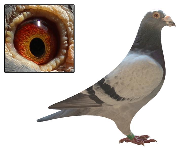 纽杰 军校生慕利门 保证金级 拍卖