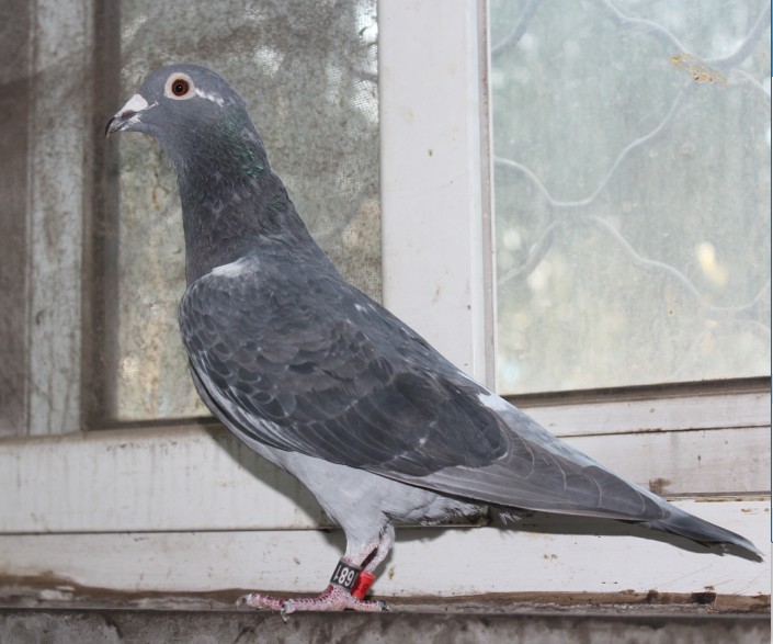 点击查看此商品大图片