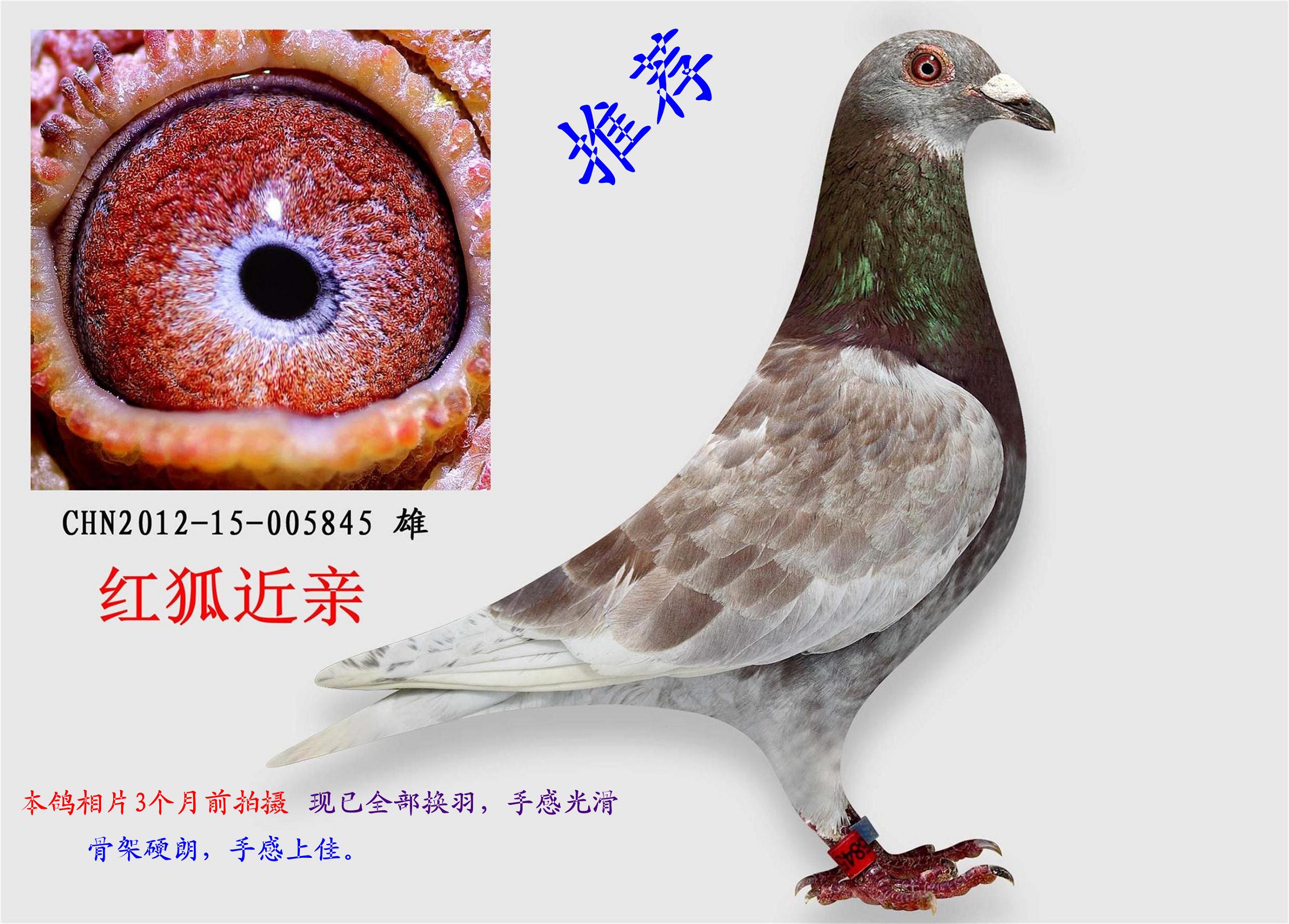 银河鸽业 - 中信网铭鸽展厅 www.ag188.com