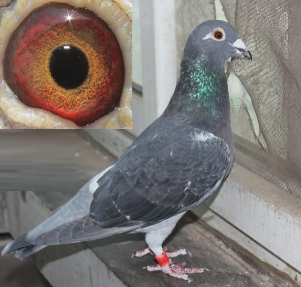 >> 查看拍卖商品