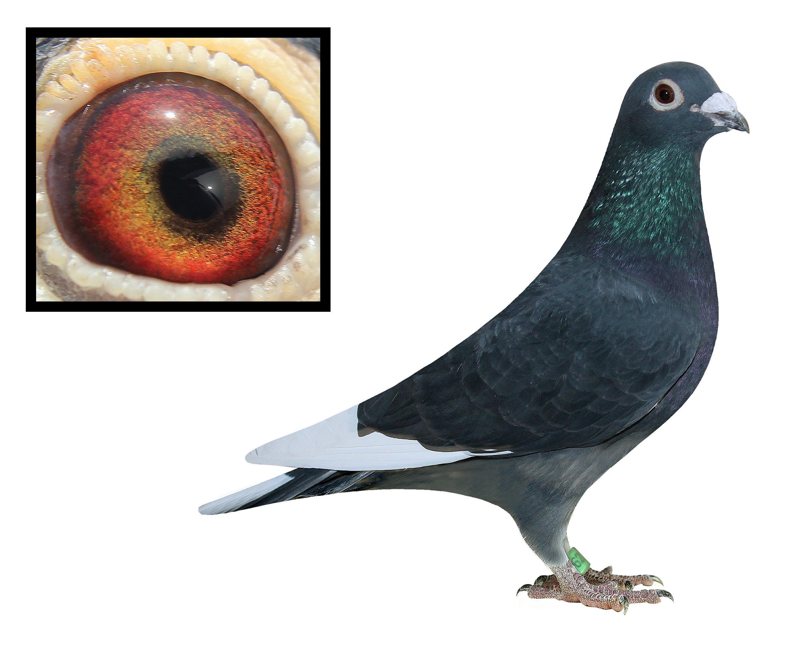 信鸽在线拍卖平台 - 中国信鸽信息网