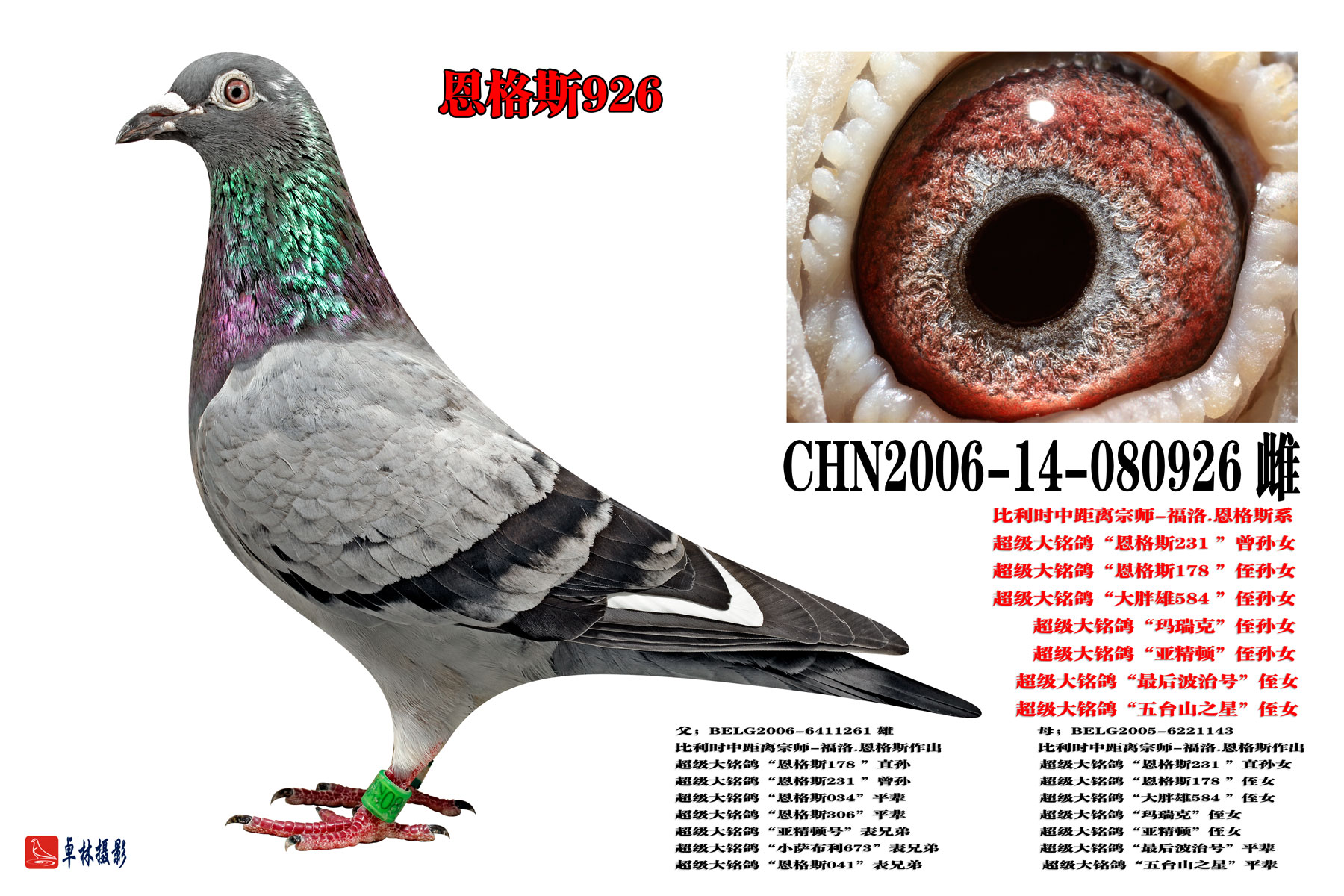 信鸽拍卖首页 拍卖专题 >> 查看拍卖商品