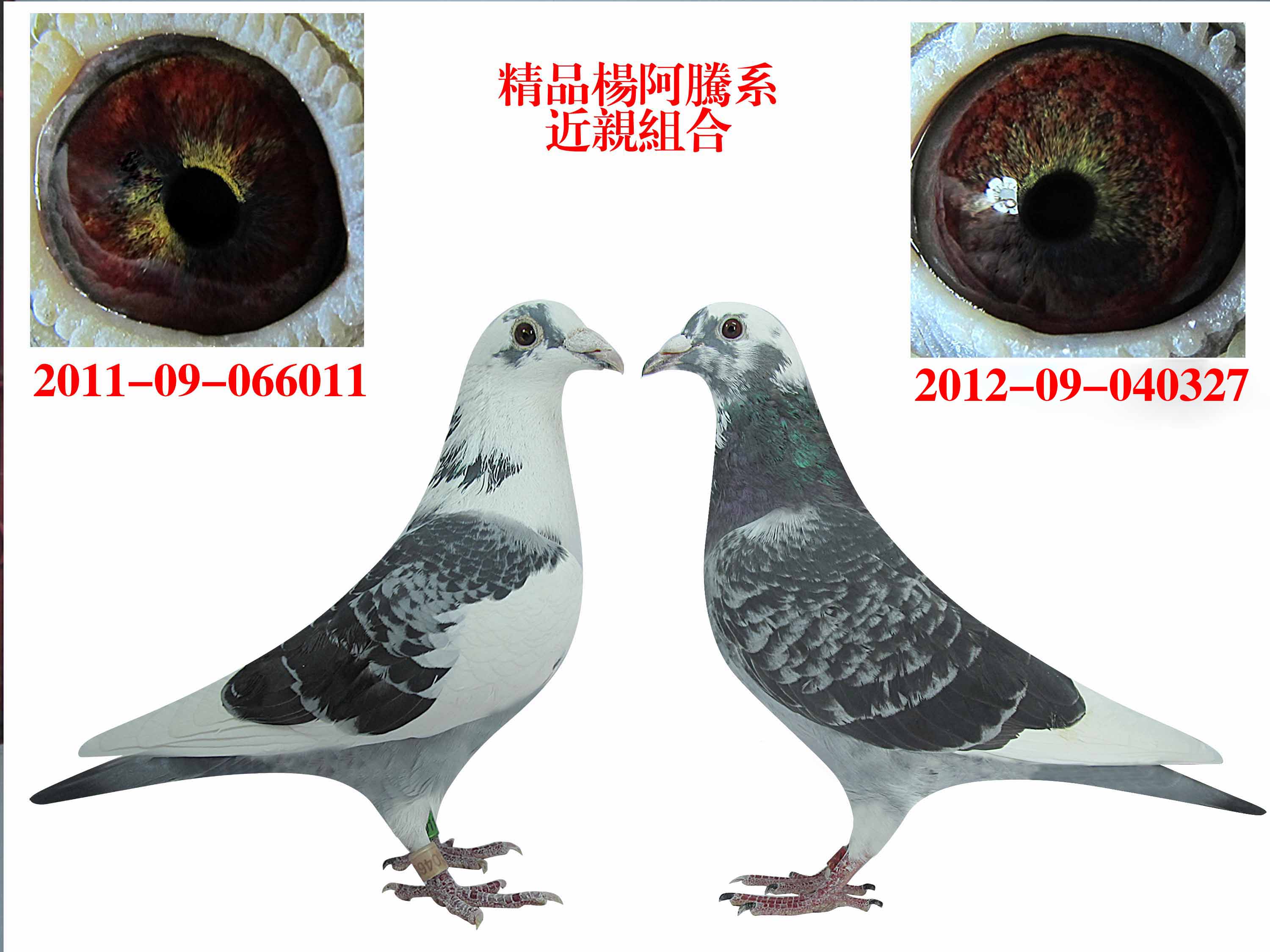 上海东星种鸽杨阿腾系种鸽组合 保证金级 拍卖