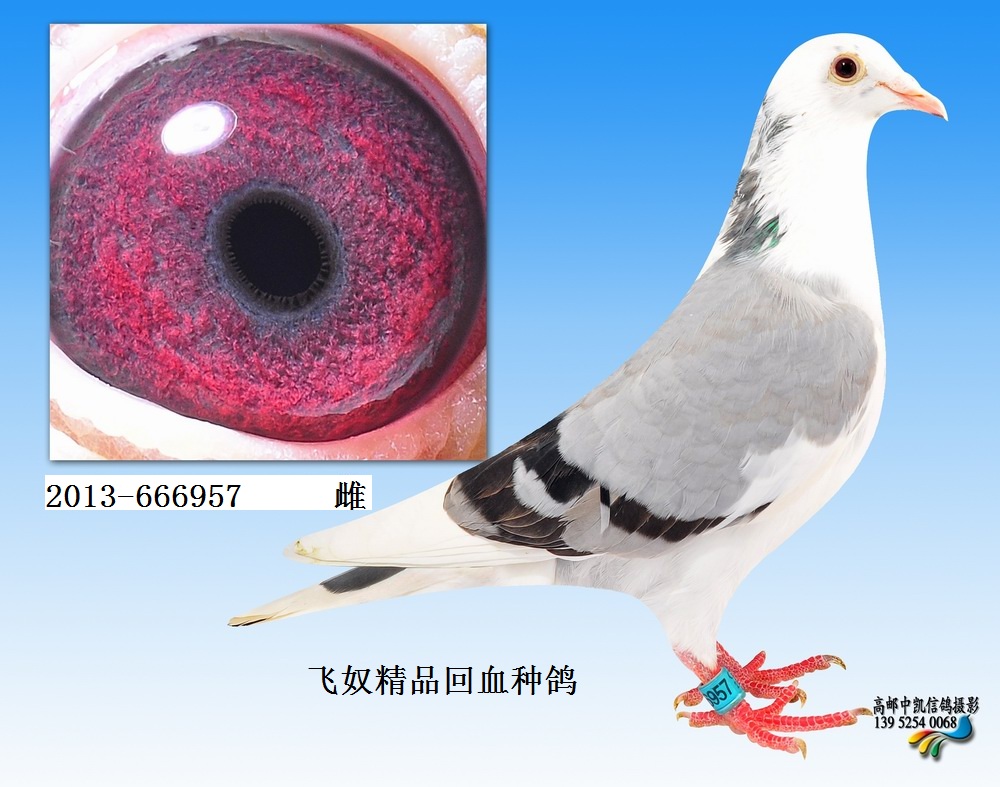 信鸽拍卖首页 拍卖专题 >> 查看拍卖商品   9,飞奴精品回血种鸽