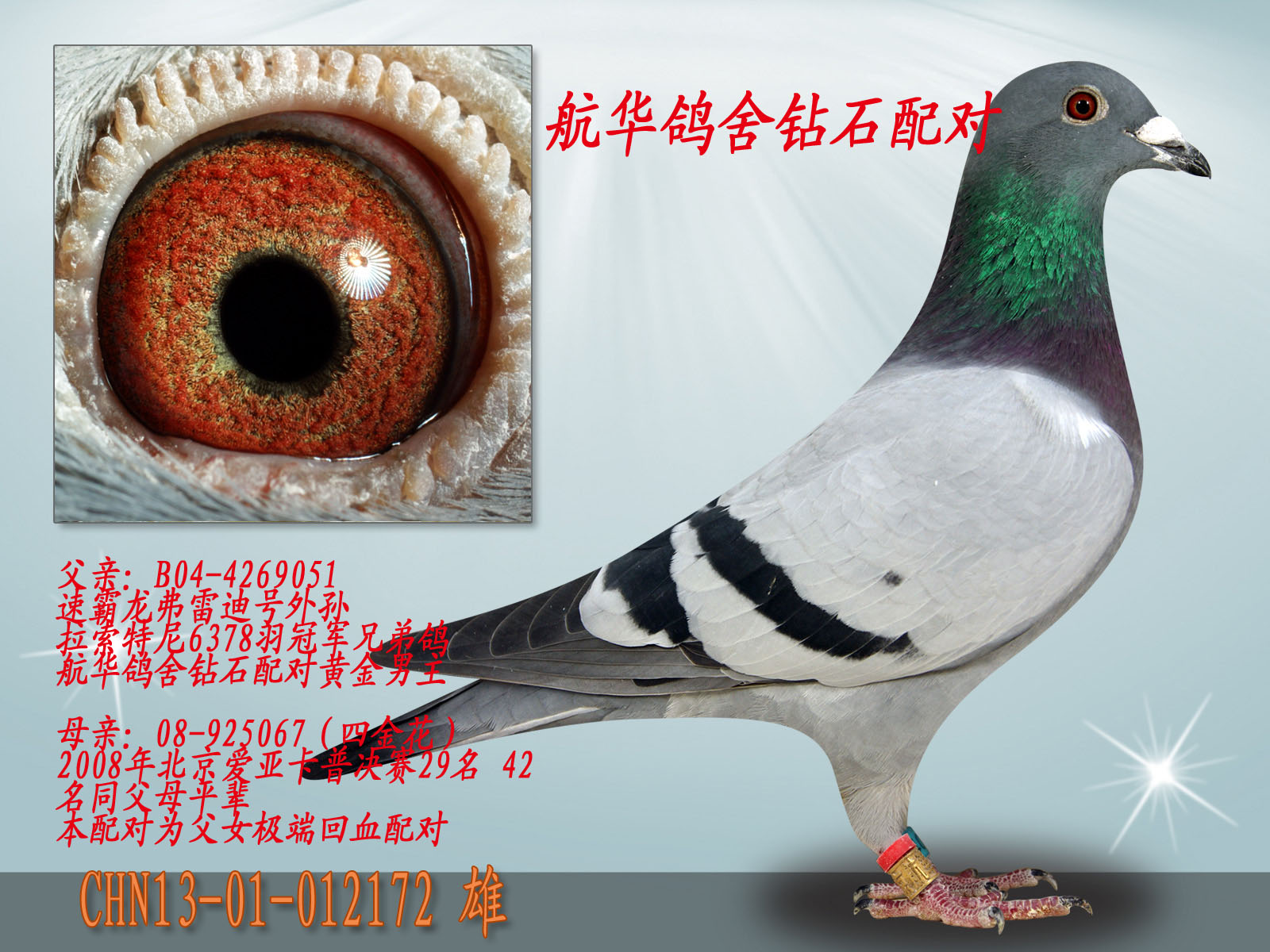 首 页  铭 鸽  新鸽上架  推荐铭鸽  定价鸽  信鸽拍卖 黄金配对
