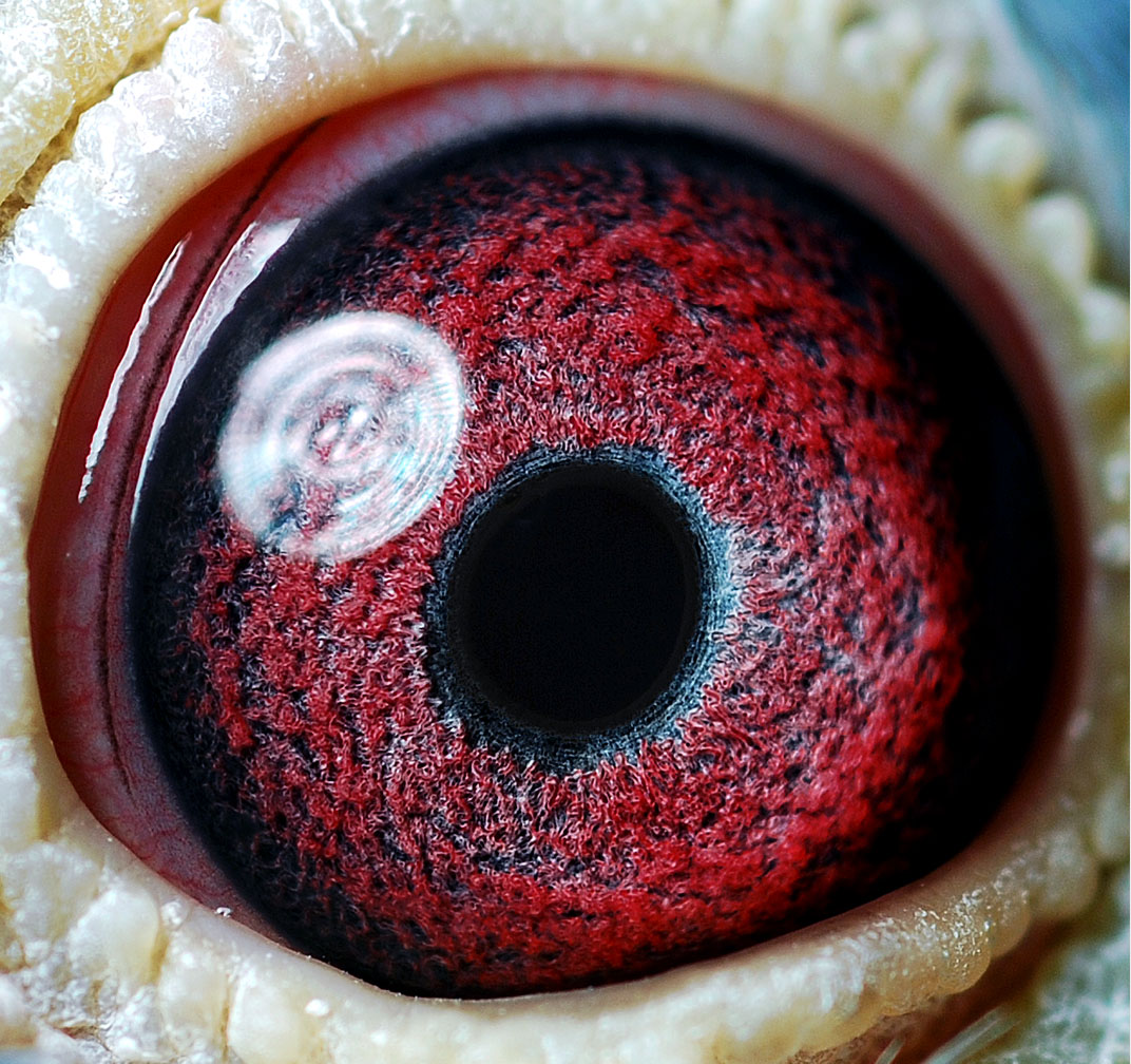 詹森老白眼.年轻麦克斯双重回血 保证金级 拍卖