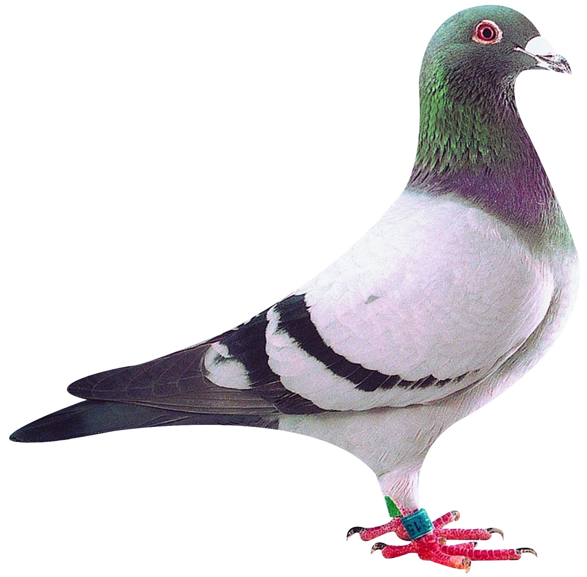 天体鸽业 - 中信网铭鸽展厅 www.ag188.com