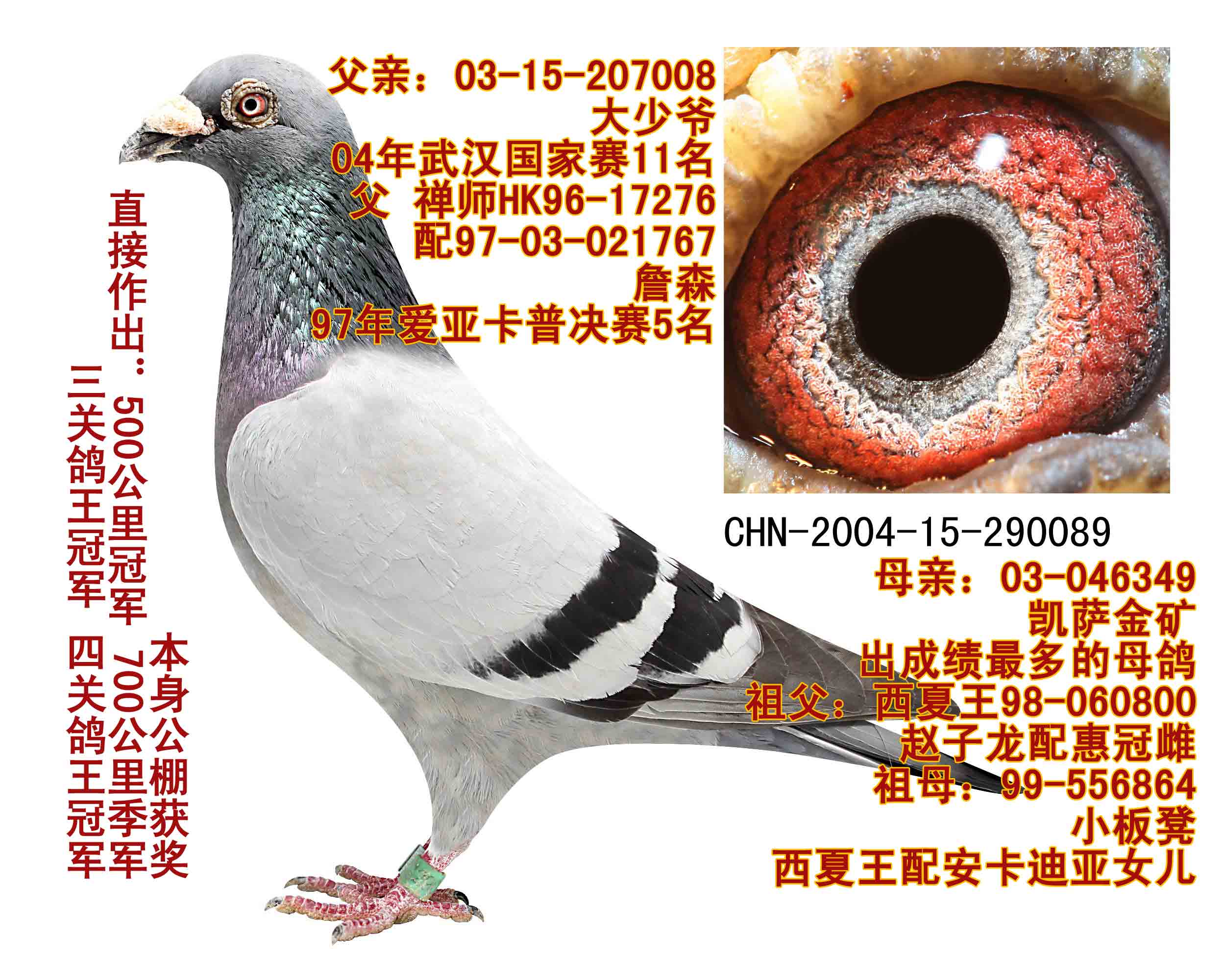 信鴿在線拍賣平臺 - 中國信鴿信息網