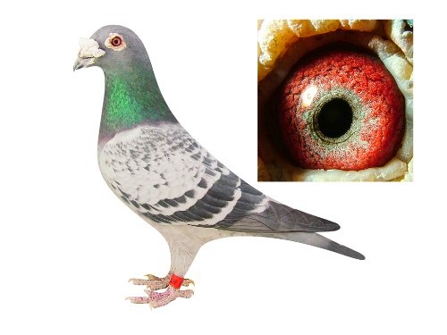 外祖父詹森原舍