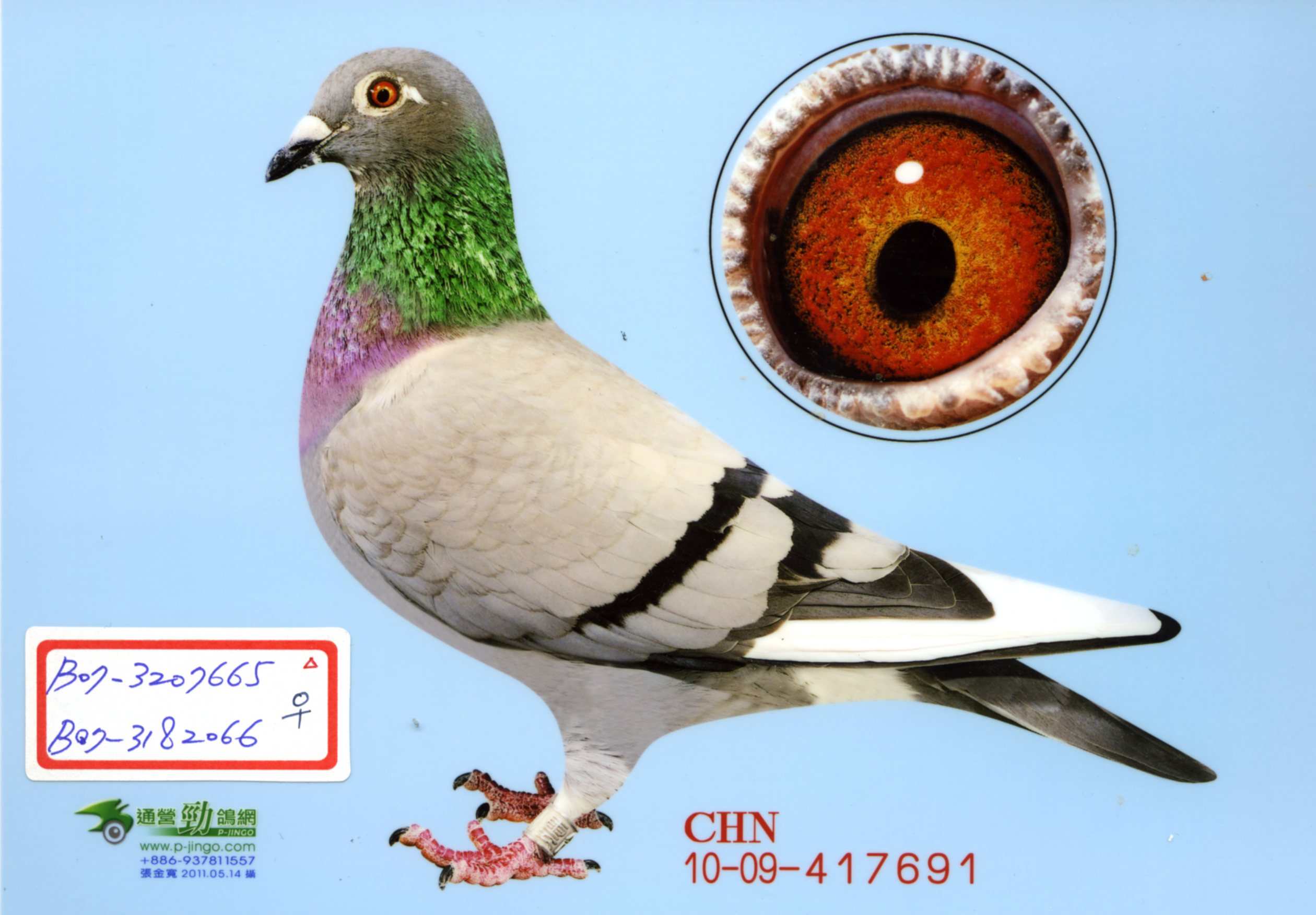 商家名称: 风云鸽舍                 (查看信用度) 商家所在地: 上海