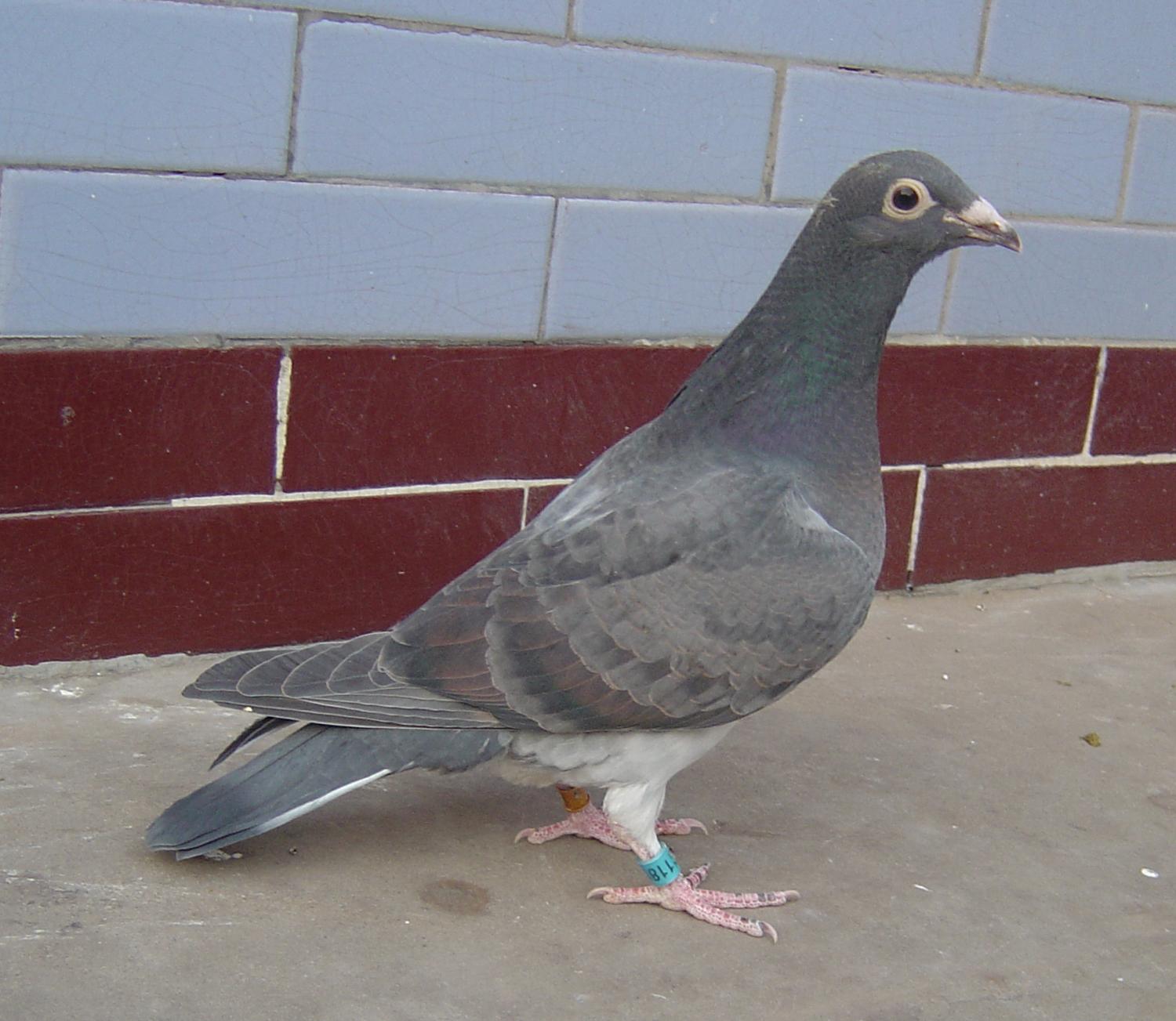 信鸽在线拍卖平台 - 中国信鸽信息网