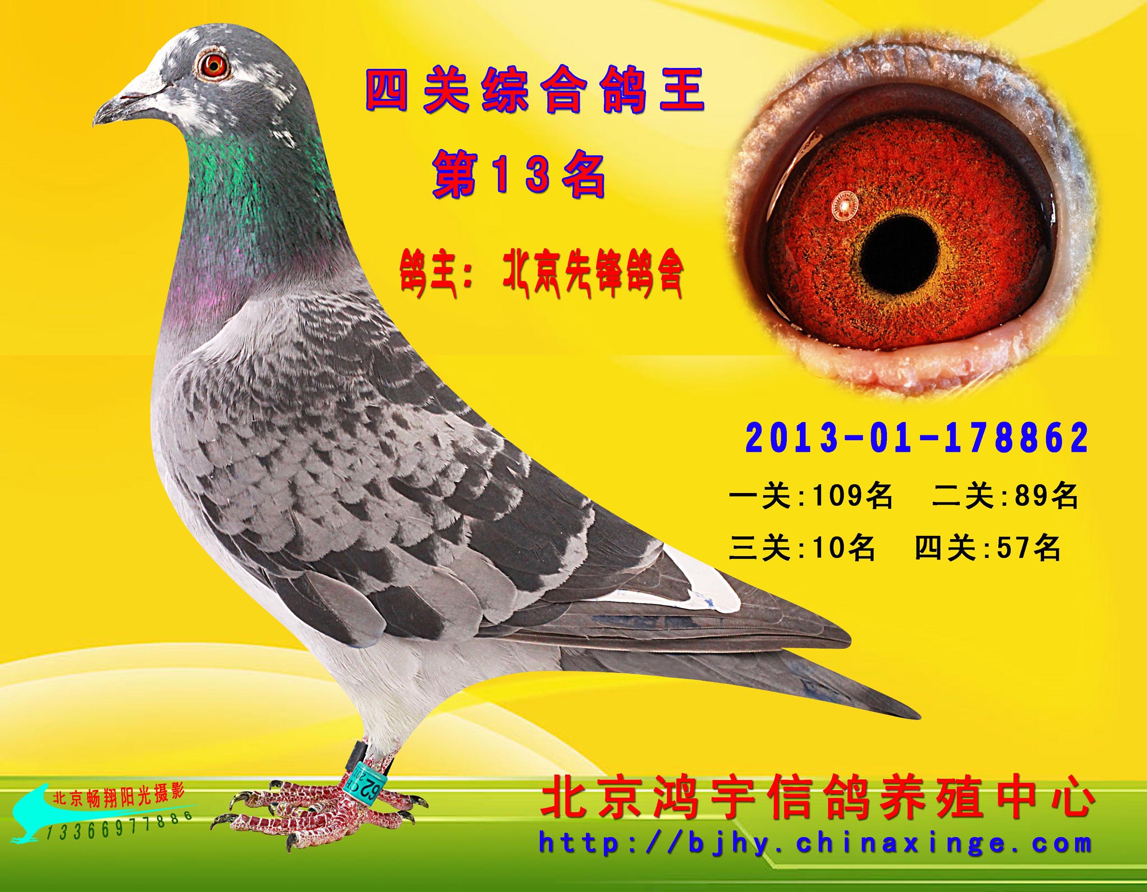 信鸽在线拍卖平台 - 中国信鸽信息网