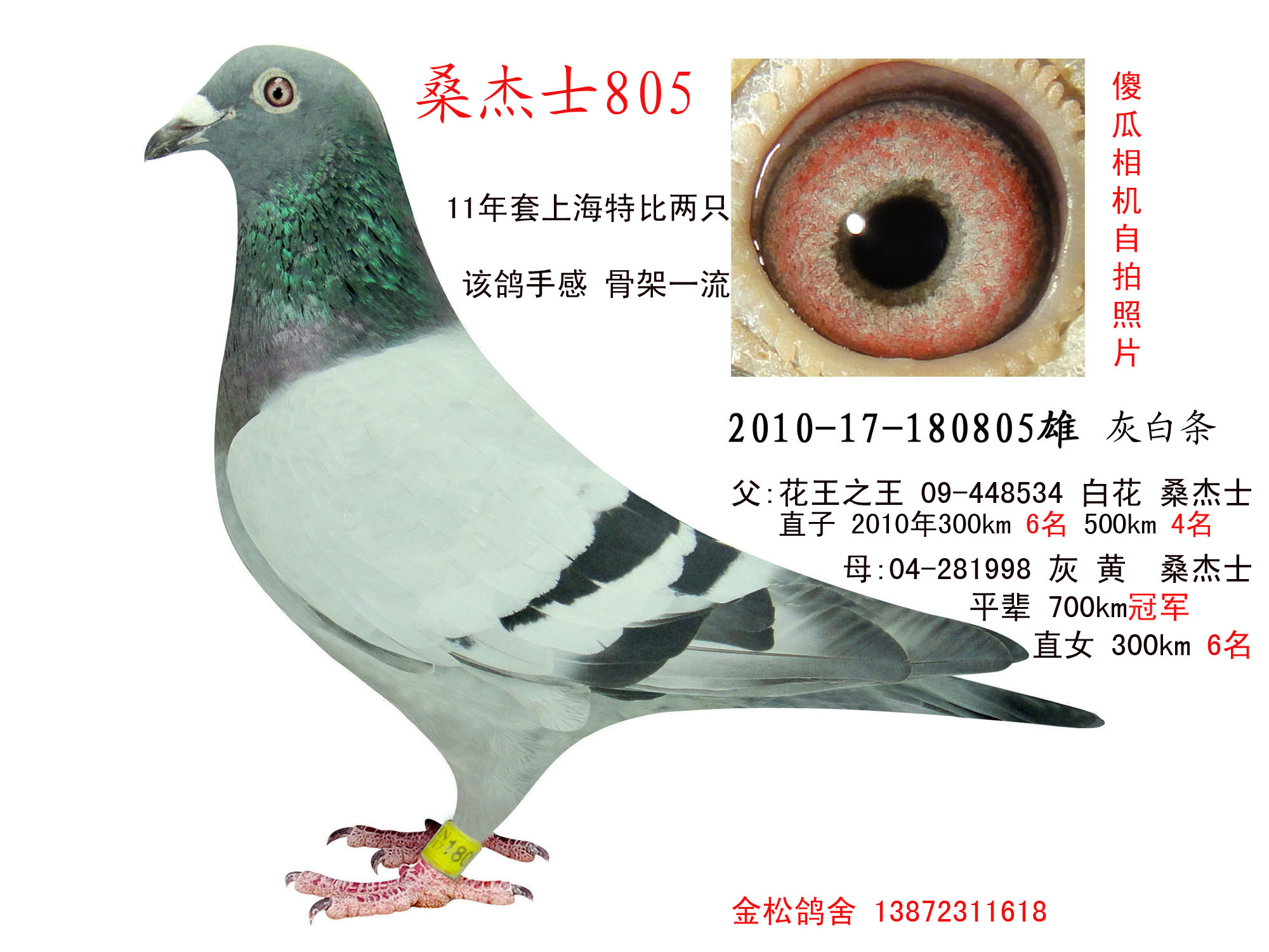 金松鸽舍 - 中信网铭鸽展厅 www.ag188.com