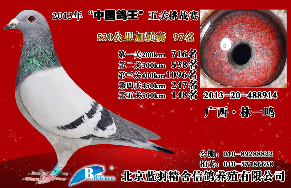 信鸽在线拍卖平台 - 中国信鸽信息网