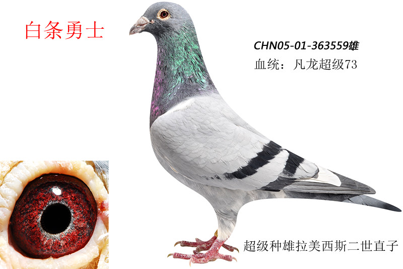 >> 查看拍卖商品