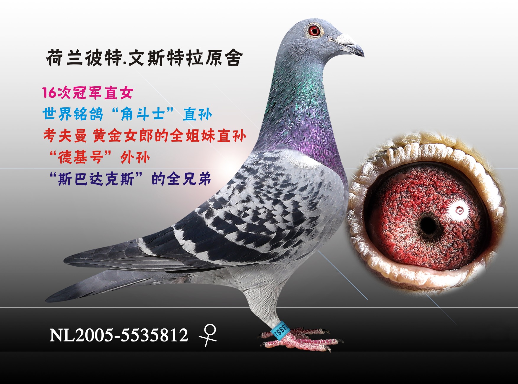 天津火箭基地鸽业 - 中信网铭鸽展厅 www.ag188.com