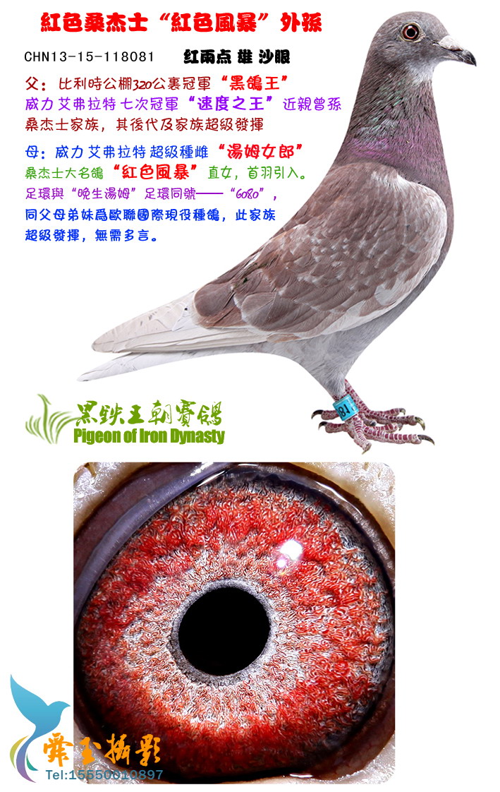 桑杰士"红色风暴"公棚冠军 保证金级 拍卖