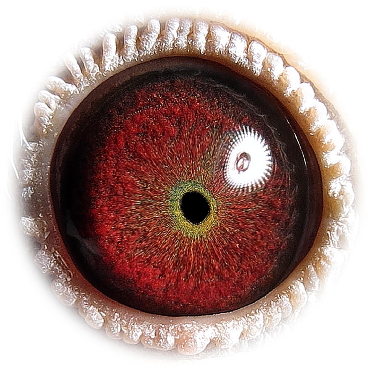 信鸽拍卖首页 拍卖专题 >> 查看拍卖商品 相关图片 目前尚无图片!