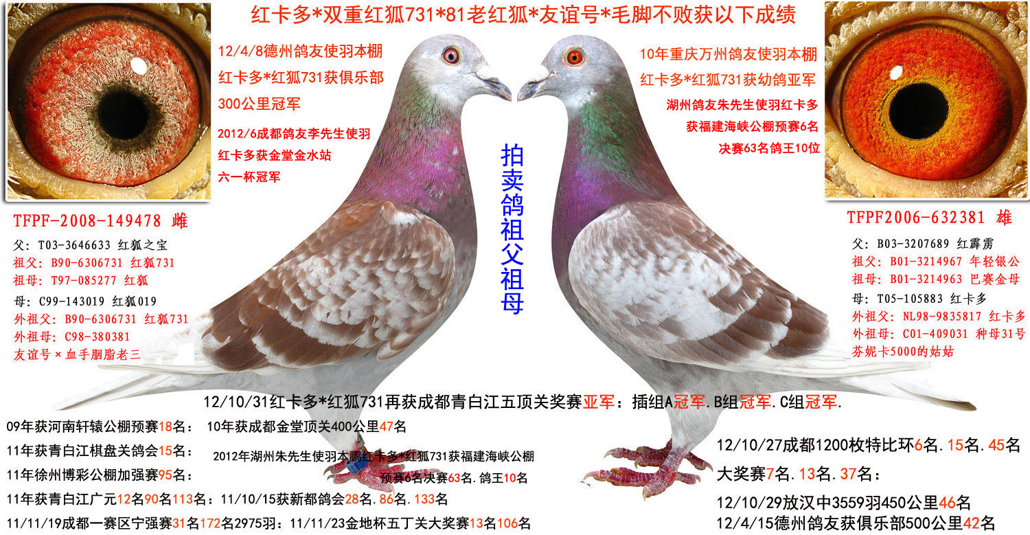 红卡多*红狐731*强速189*秃头199 保证金级 拍卖