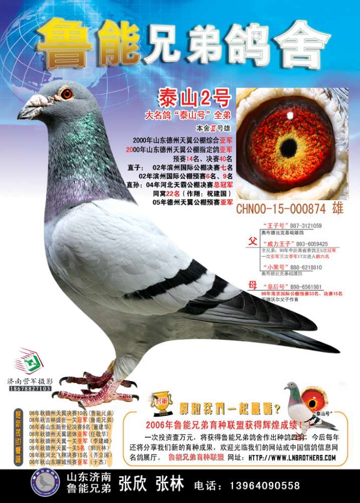 老泰山鸽系特征图片