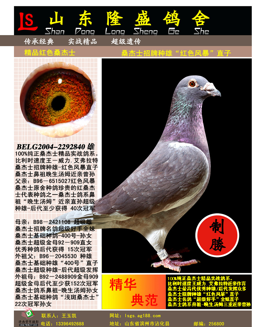 桑杰士红色风暴直孙 保证金级 拍卖