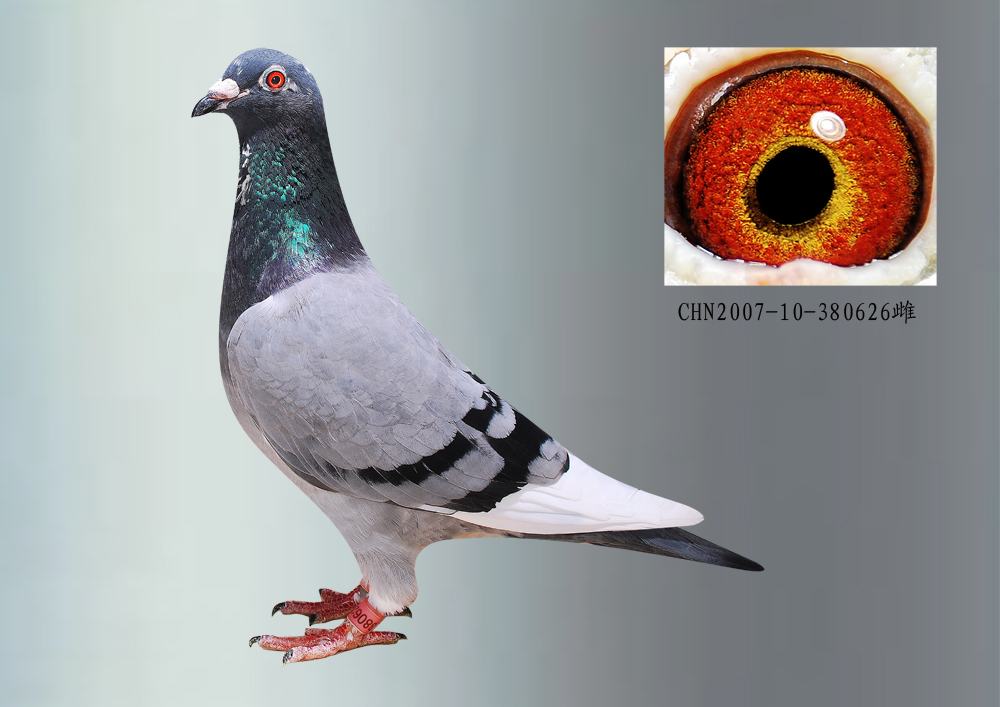 东佳鸽苑 - 中信网铭鸽展厅 www.ag188.com