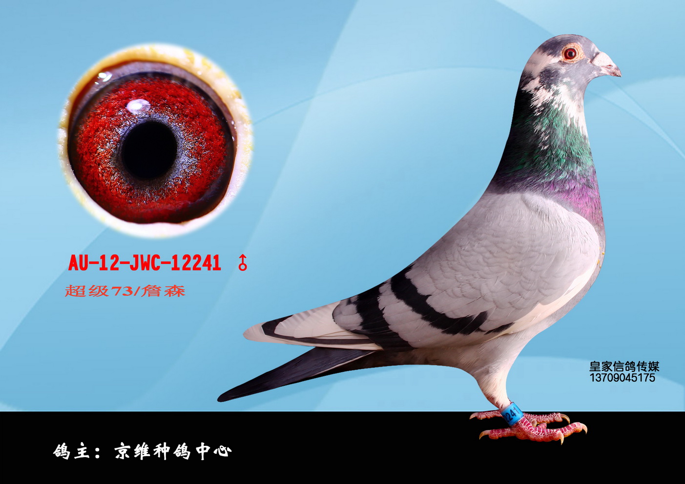 1500 元 拍卖状态 拍卖结束 商家名称 北京京维种鸽养殖