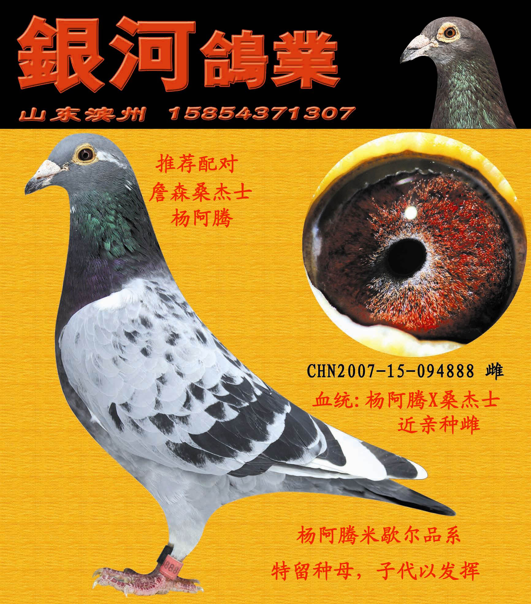 杨阿腾x桑杰士近亲 保证金级 拍卖