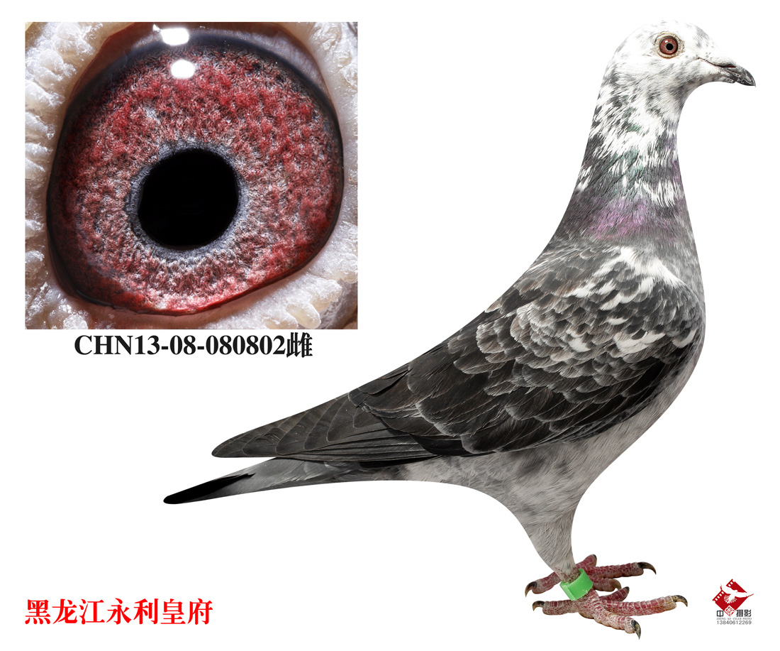 皇府铭鸽佳园 - 中信网铭鸽展厅 www.ag188.com