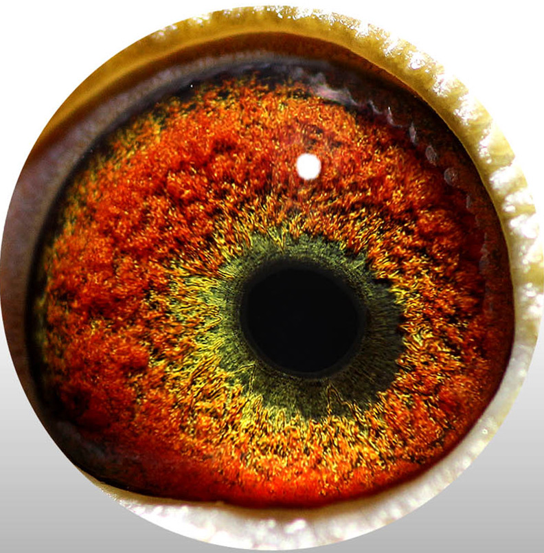 >> 查看拍卖商品