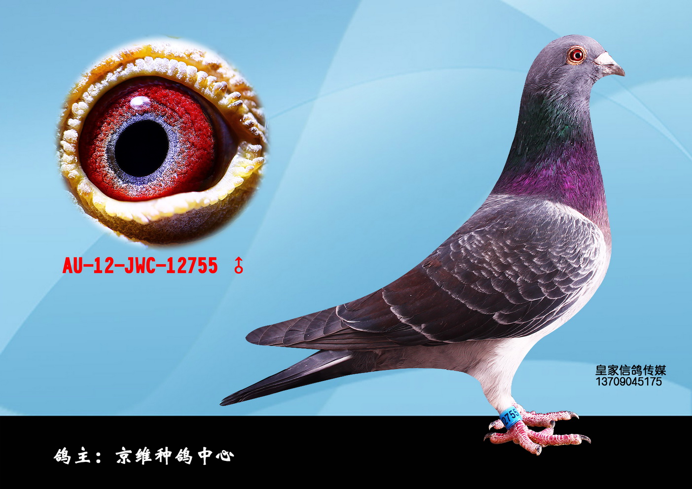 北京京维种鸽养殖中心 - 中信网铭鸽展厅 www.ag188.com