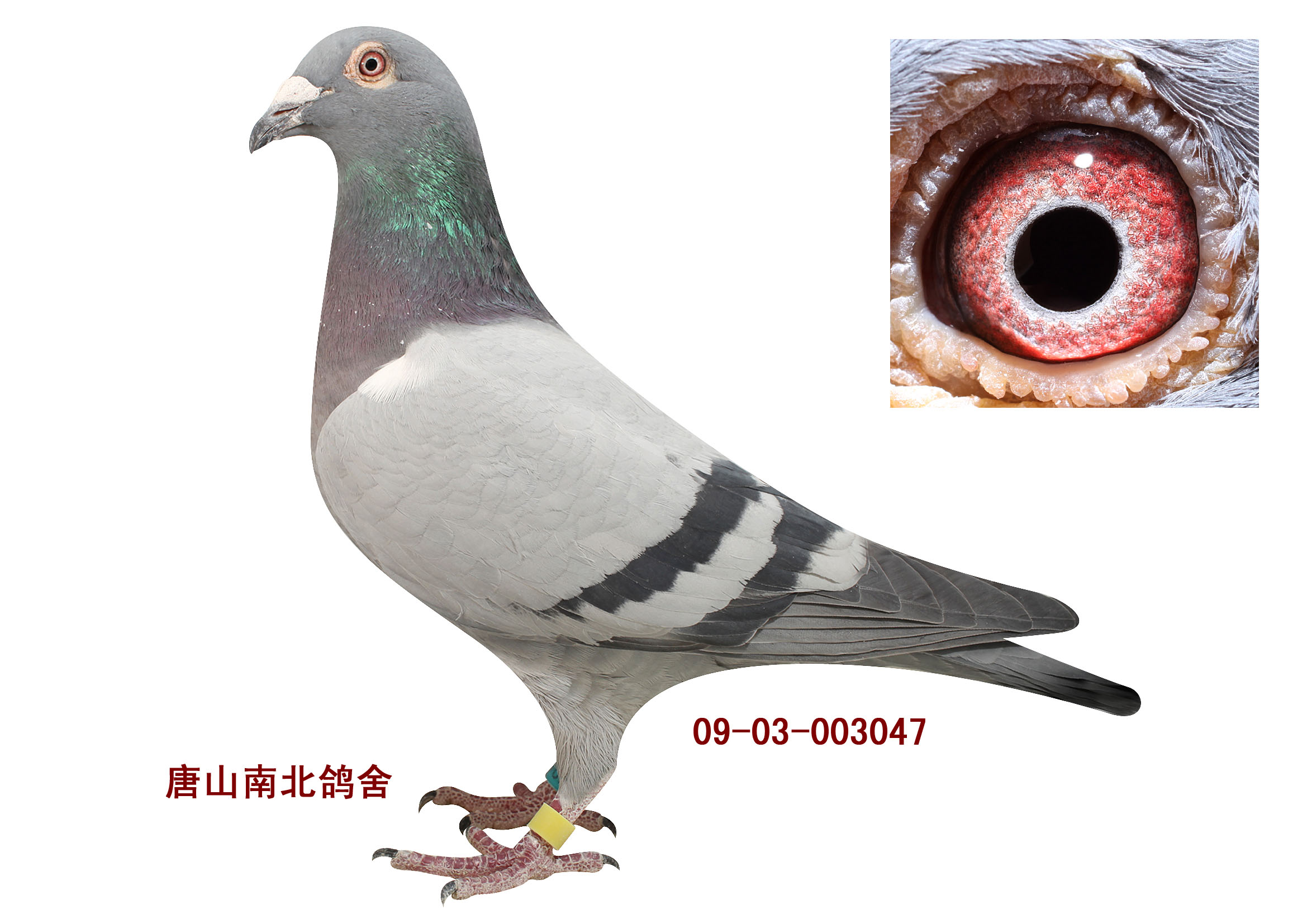 唐山南北鸽舍 - 中信网铭鸽展厅 www.ag188.com