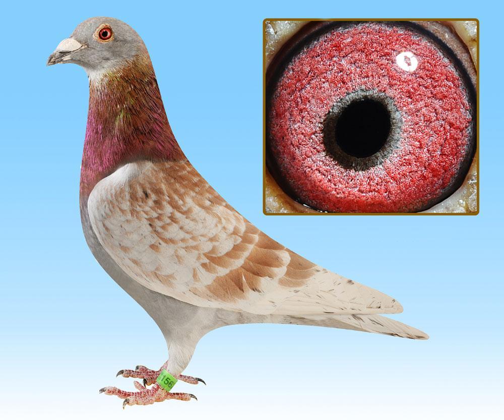 红降砂眼雄 足环为11-03-156214特此注明.