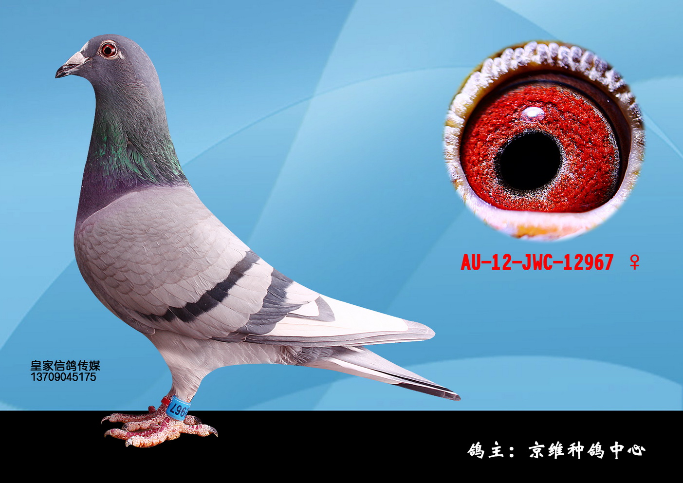1100 元 拍卖状态 拍卖结束 商家名称 北京京维种鸽养殖