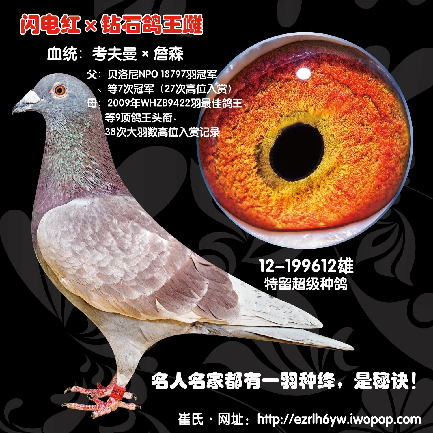 信鸽拍卖首页 拍卖专题 >> 查看拍卖商品 运输及特别提示 运输费用:与